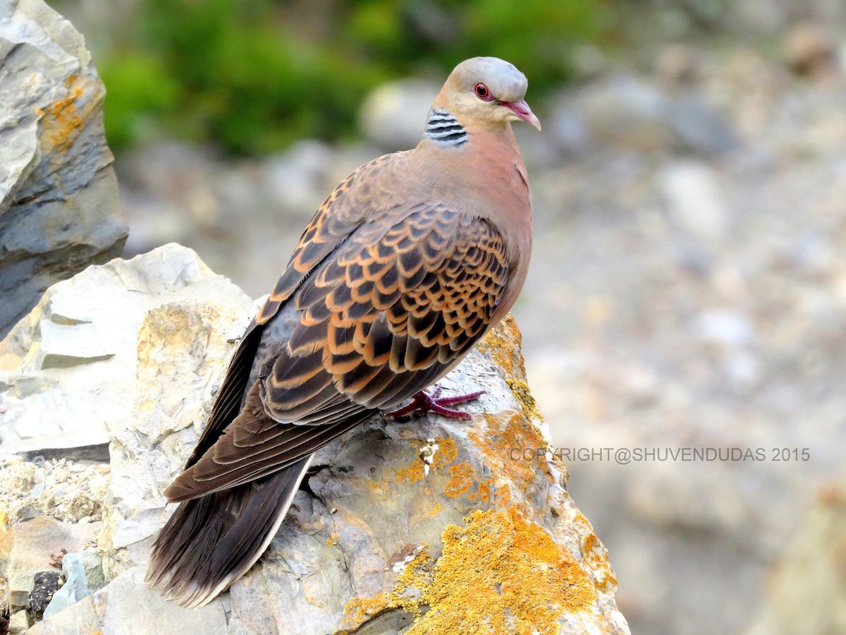 Oriental Turtle-Dove - ML160806881