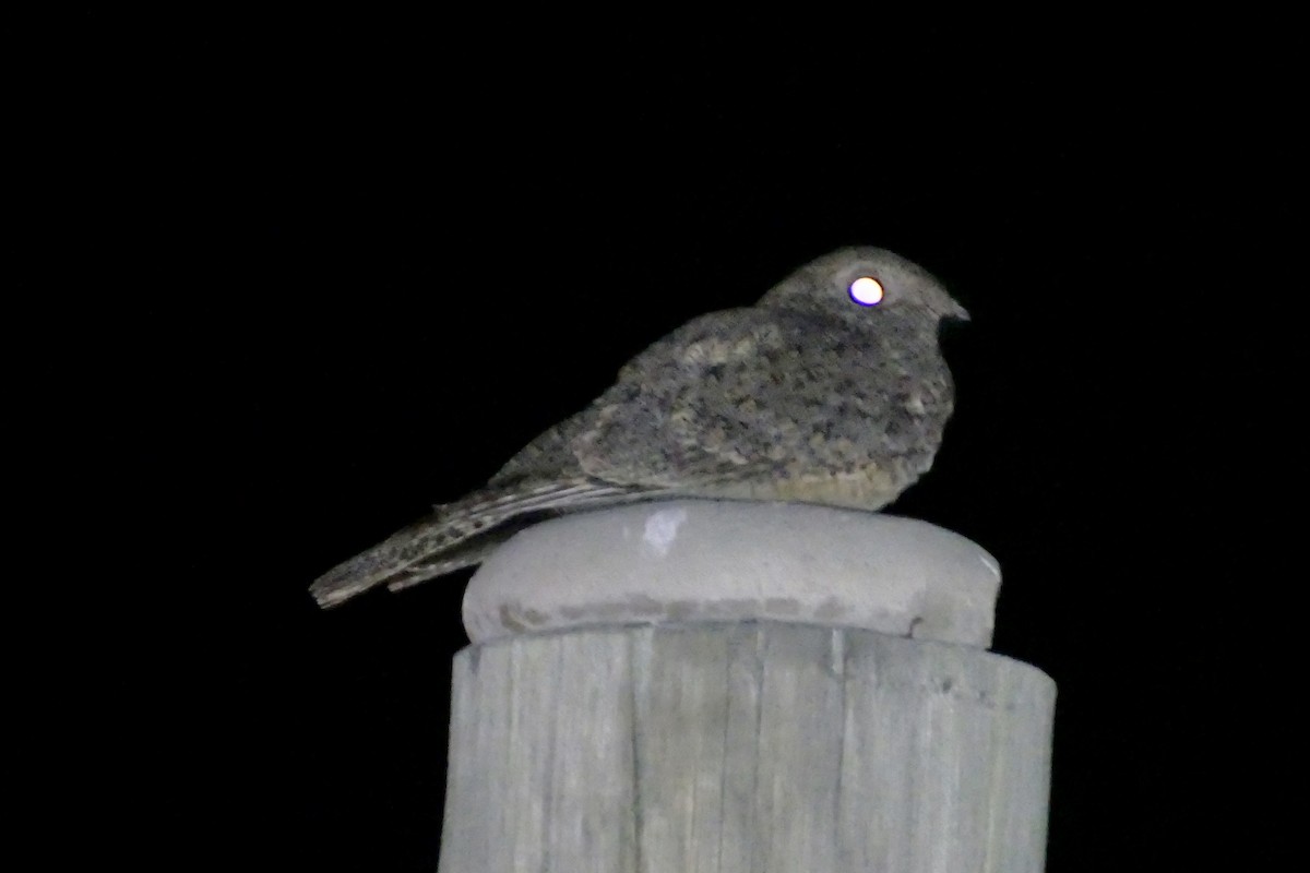 Freckled Nightjar - ML160807251