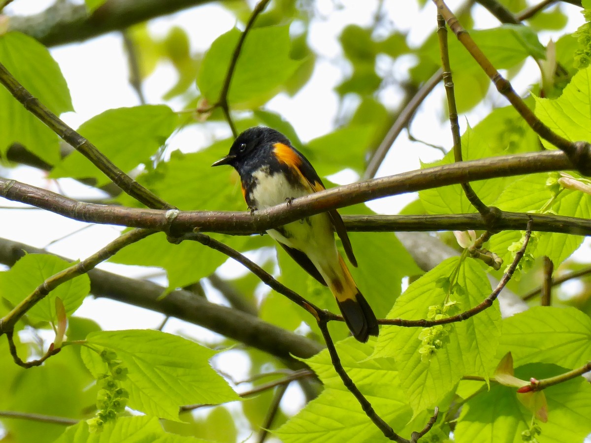 American Redstart - ML160807521
