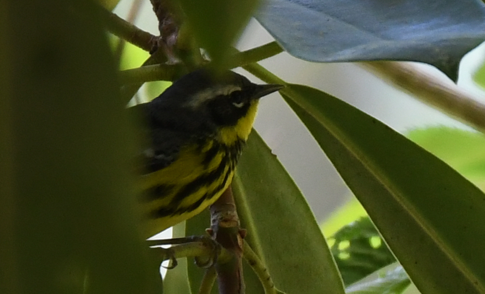 Magnolia Warbler - ML160807801