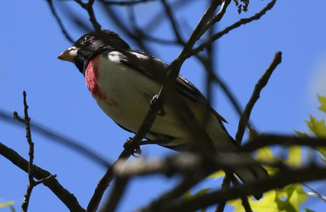 Rose-breasted Grosbeak - ML160807911