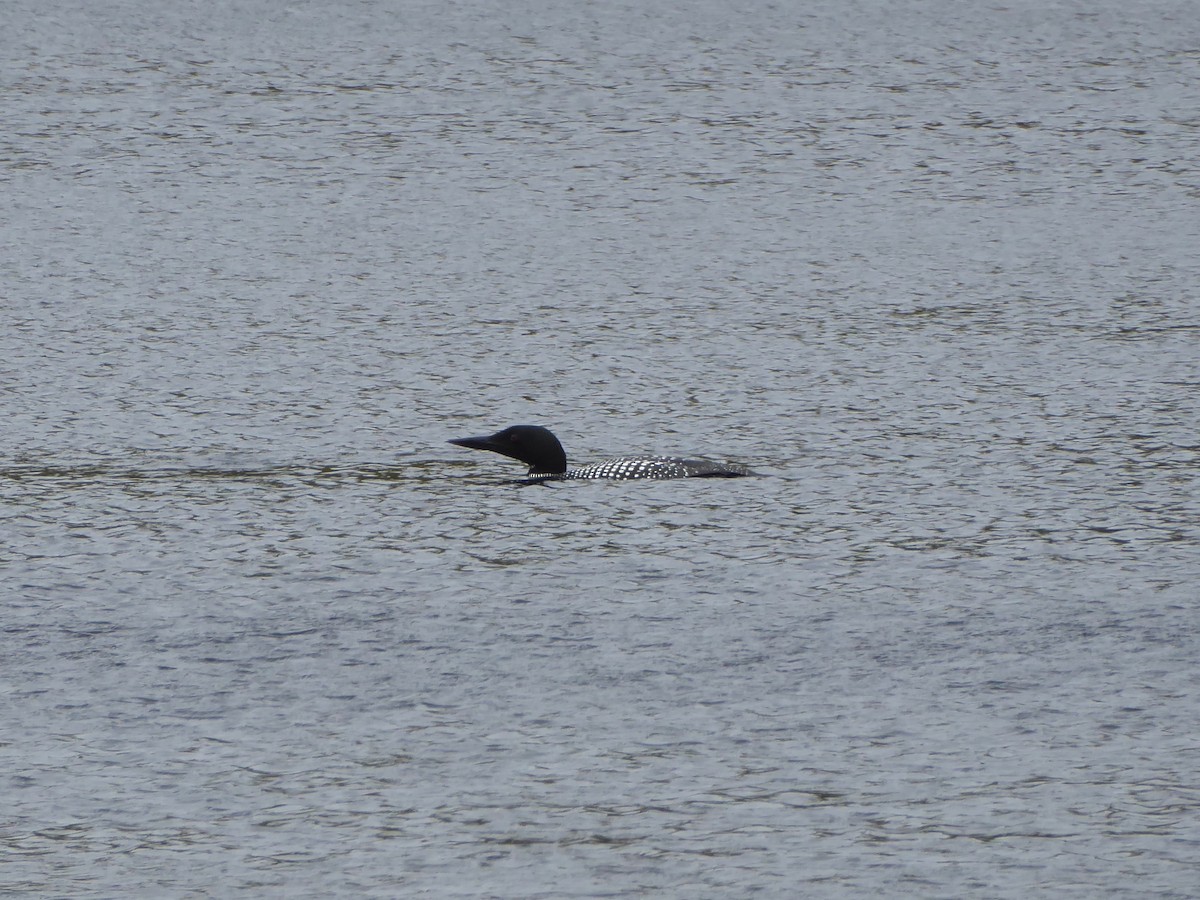 Common Loon - ML160807941
