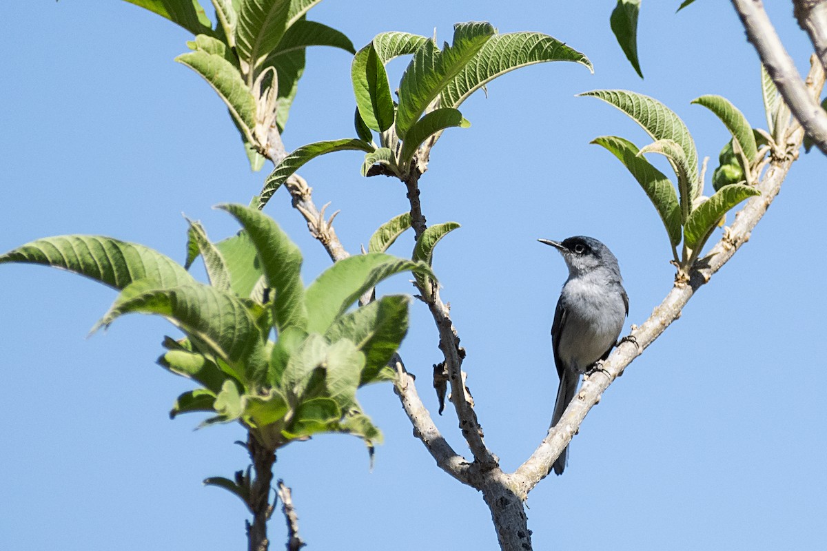 Black-capped Gnatcatcher - ML160809651