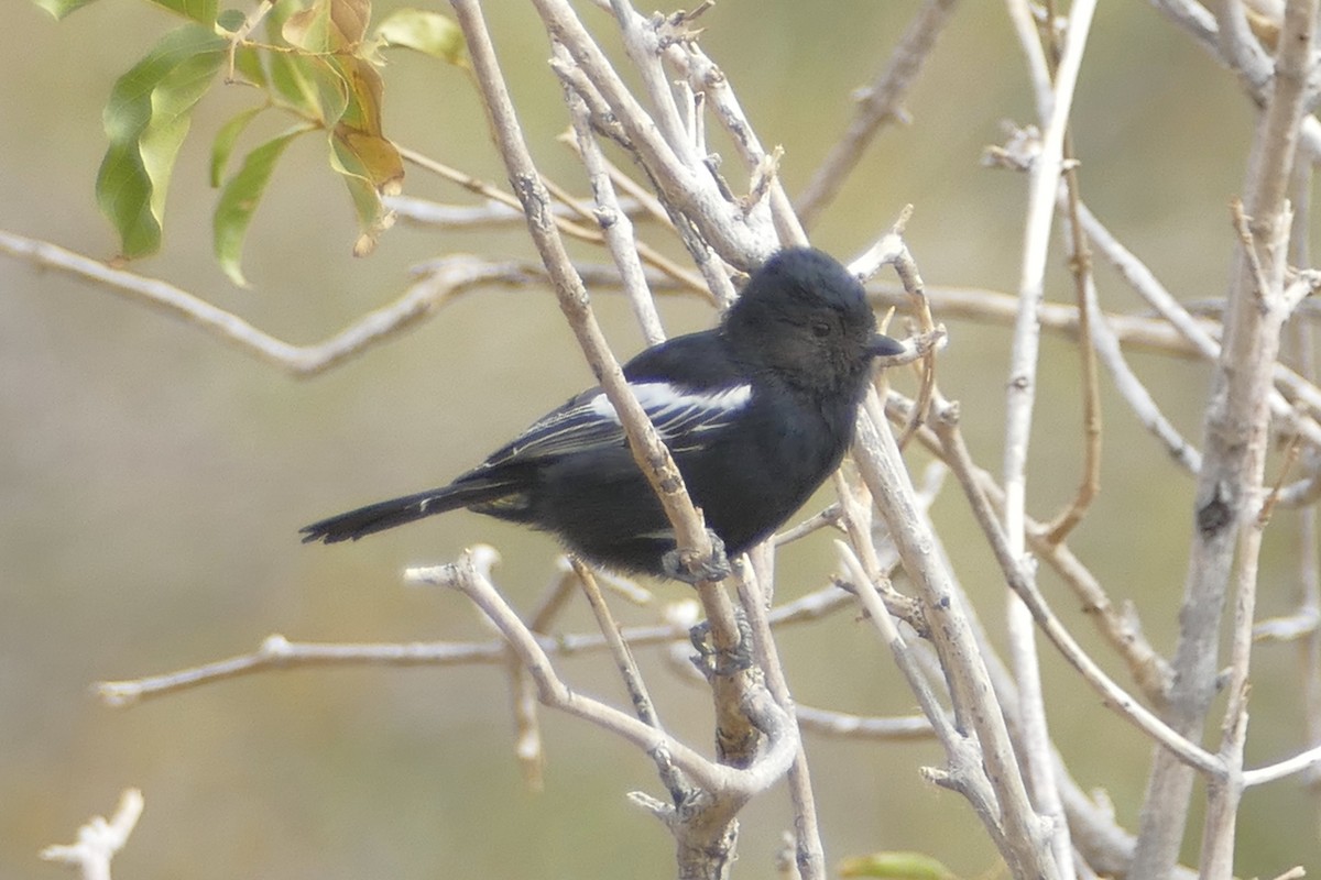 Carp's Tit - ML160811211