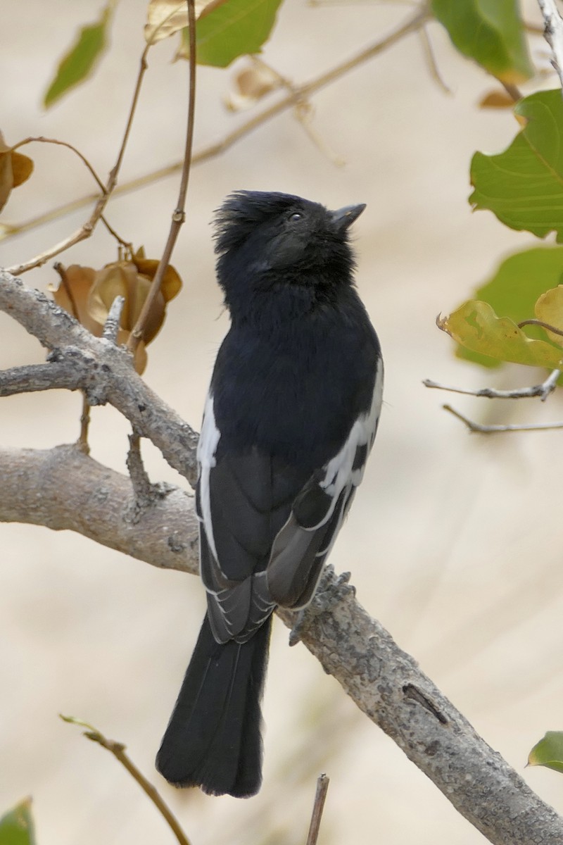 Carp's Tit - ML160811421