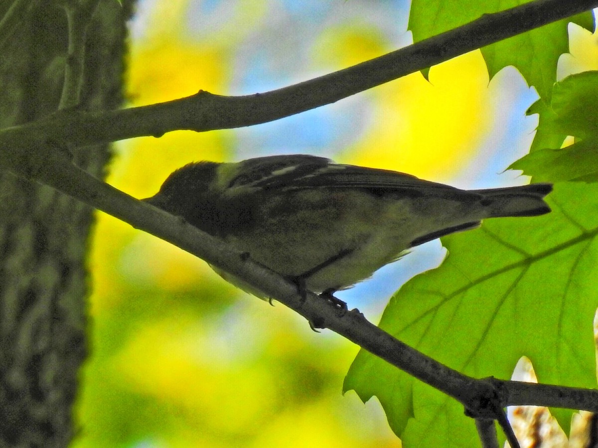 Bay-breasted Warbler - ML160813341
