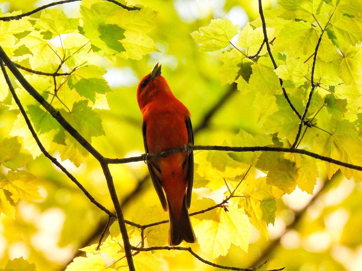 Scarlet Tanager - ML160813521