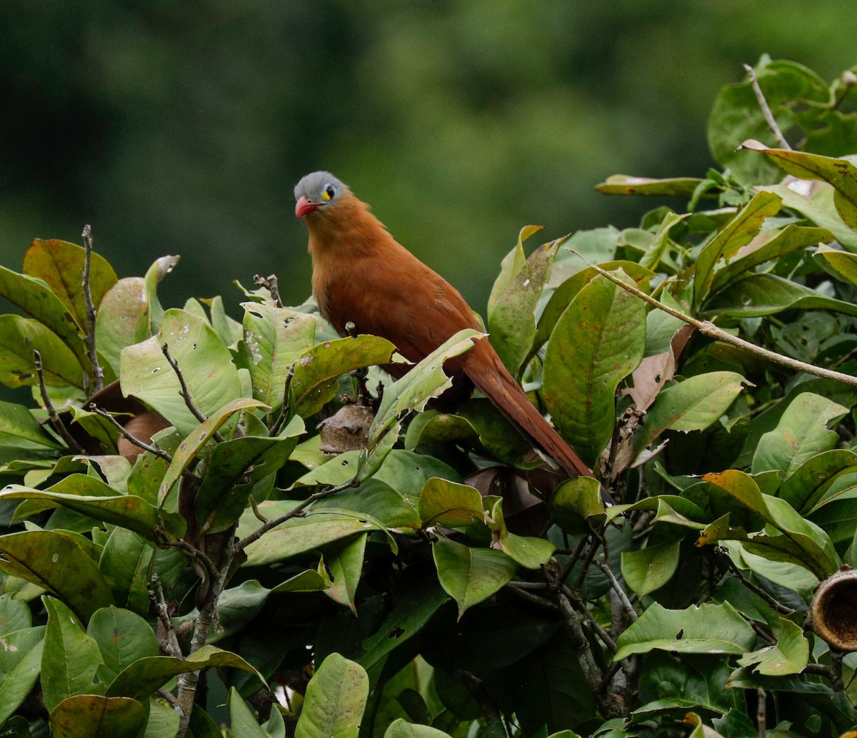 Black-bellied Cuckoo - Susan Mac