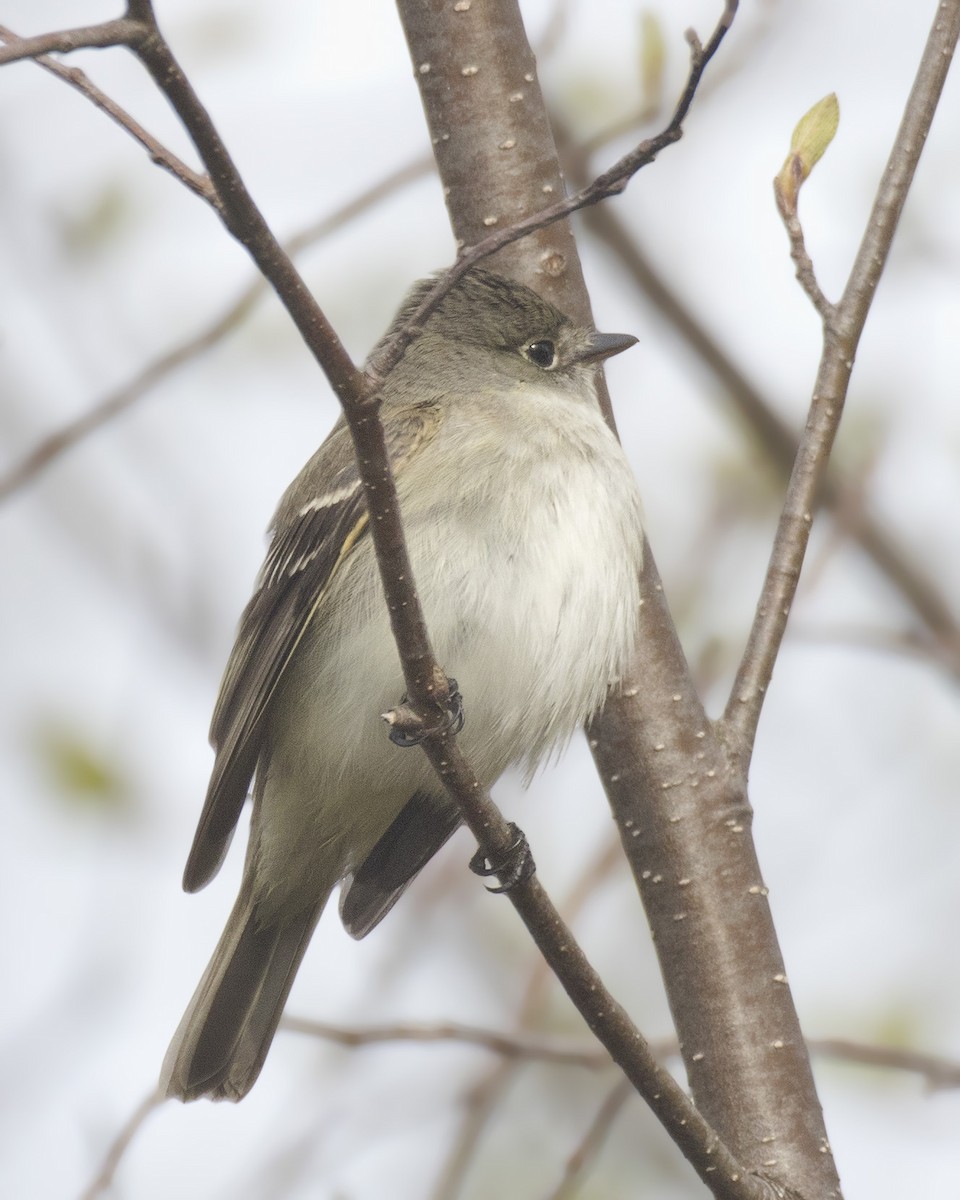 Alder Flycatcher - ML160814641