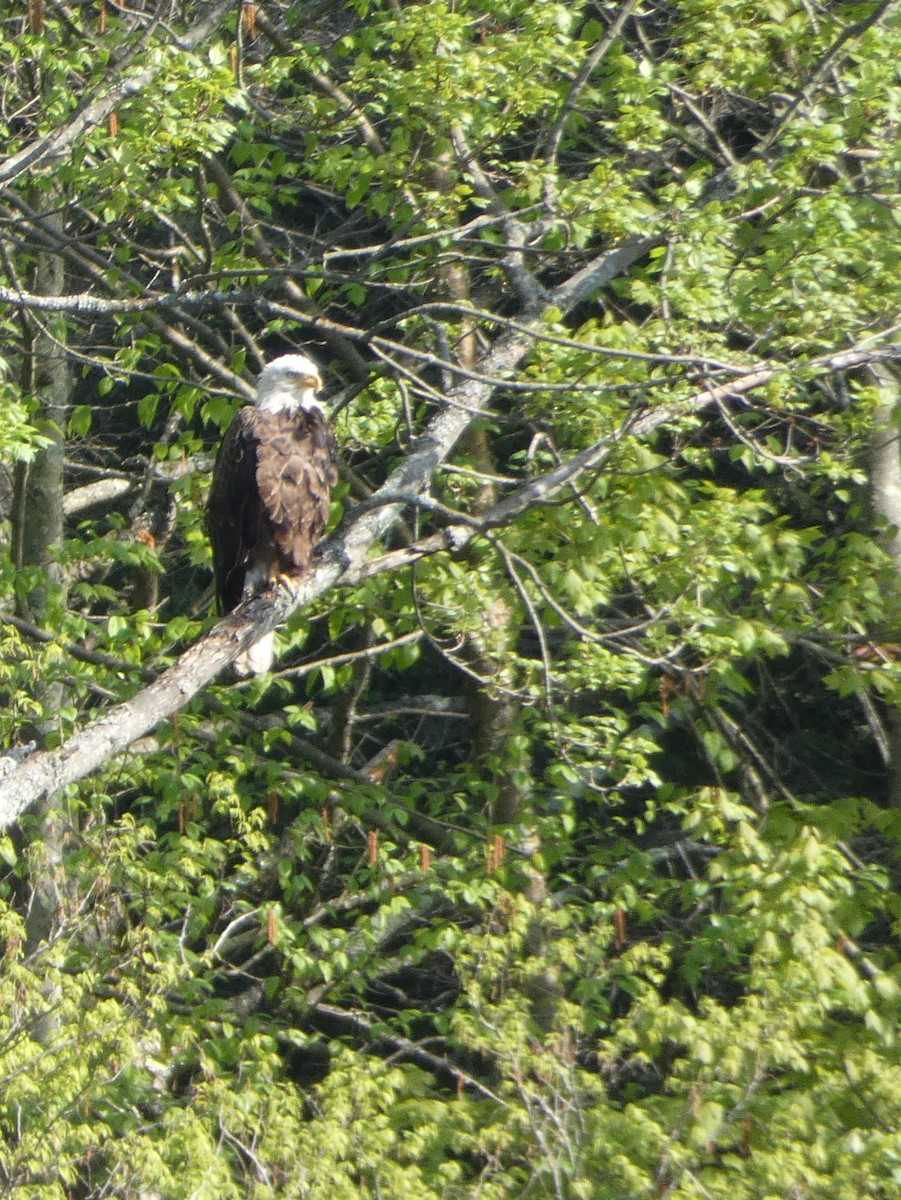 Bald Eagle - ML160815781