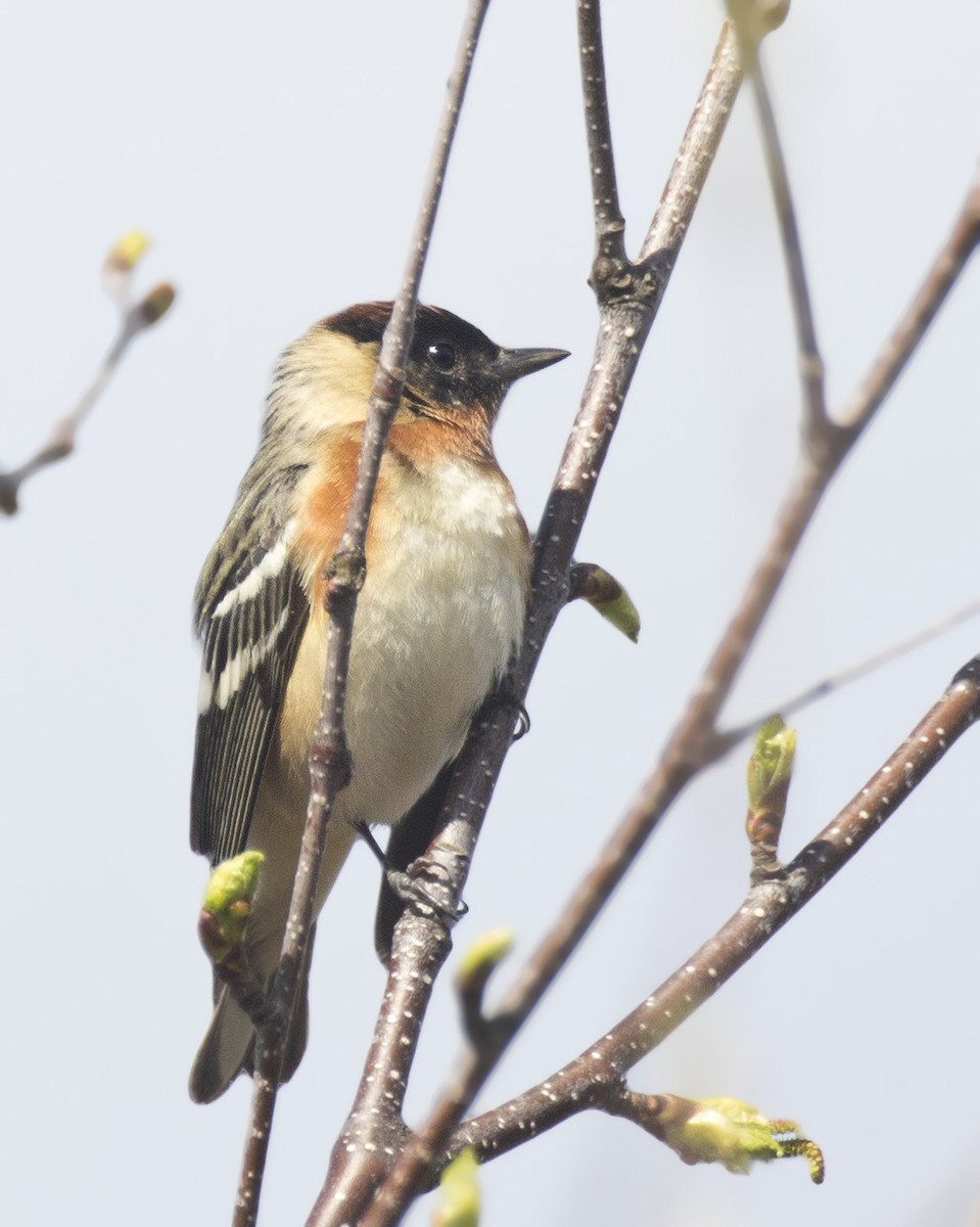 Bay-breasted Warbler - ML160815931