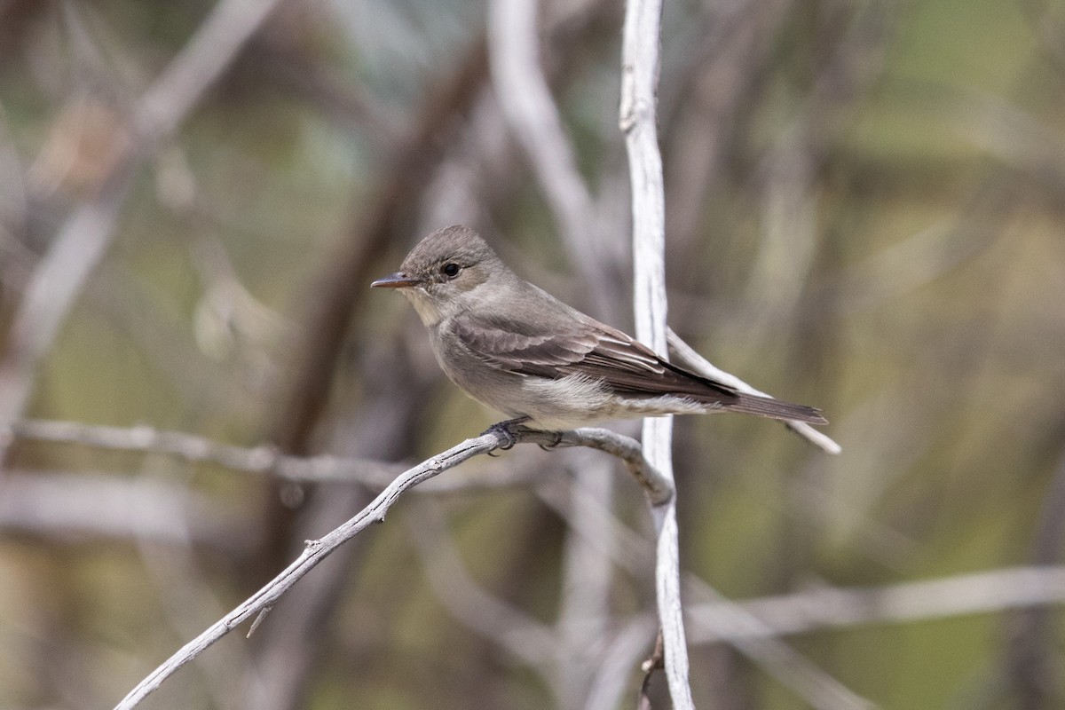 Western Wood-Pewee - Michael Moshier