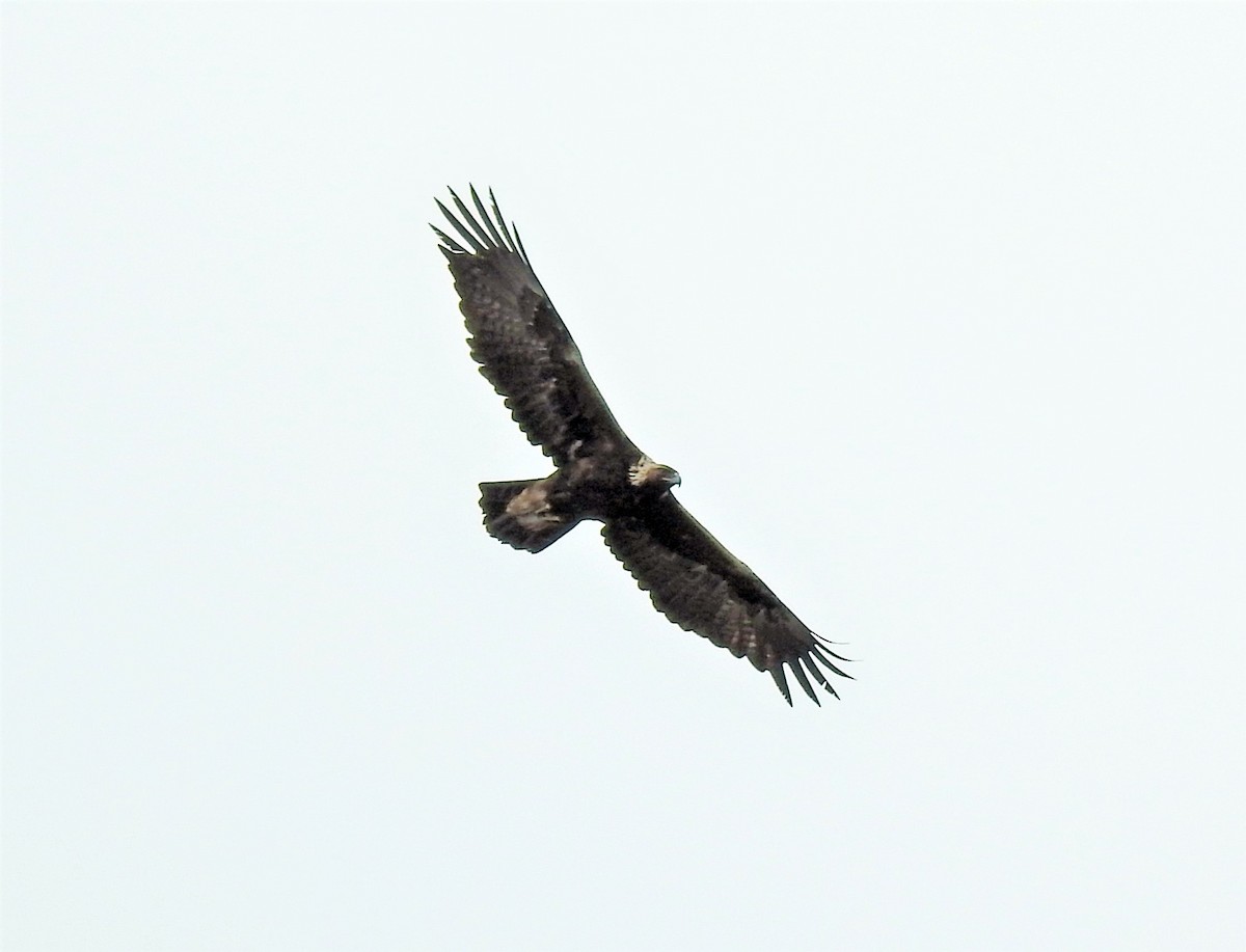 Golden Eagle - Sharon Dewart-Hansen