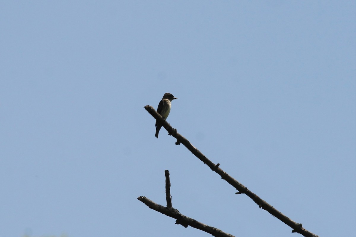 Olivflanken-Schnäppertyrann - ML160816461