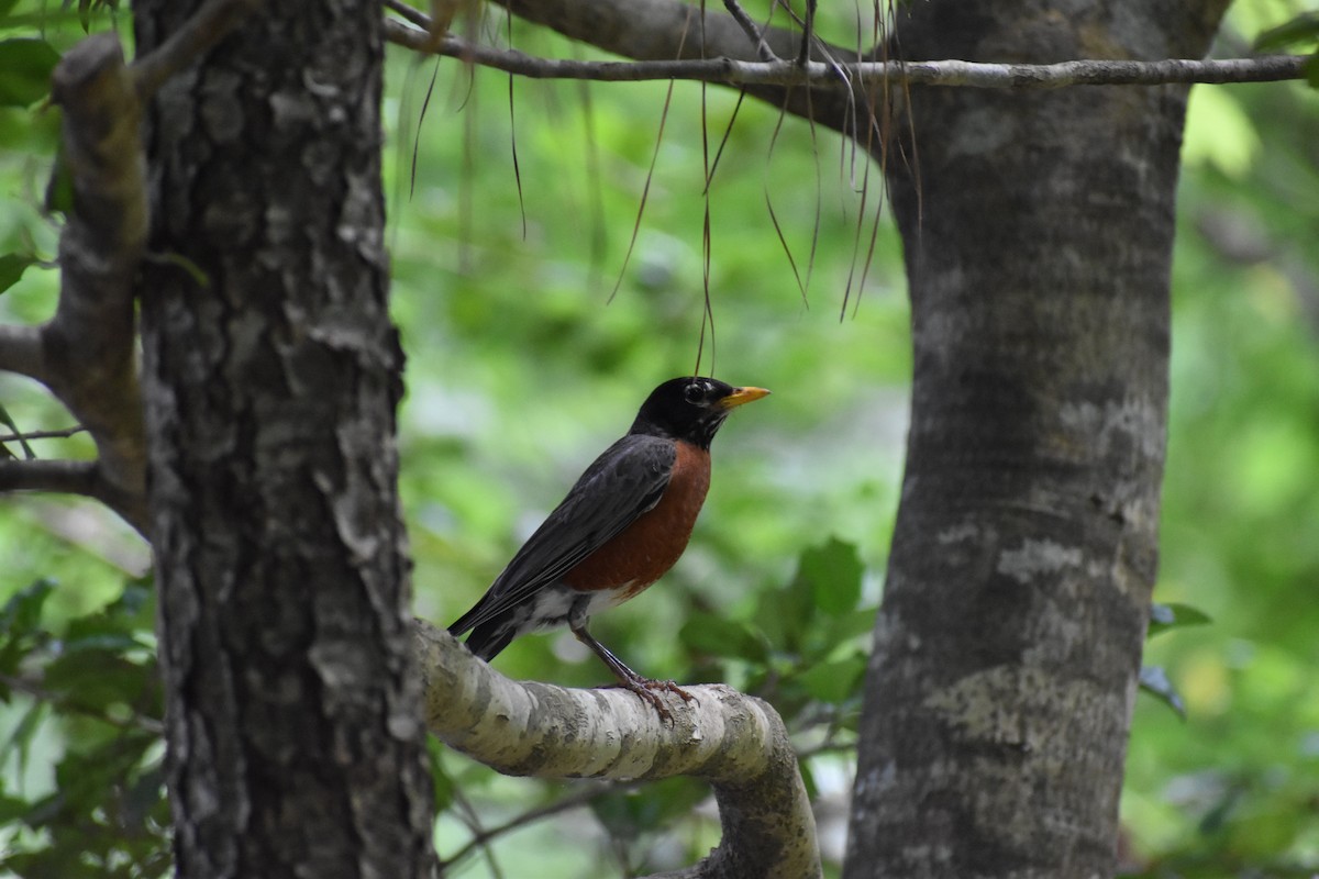 American Robin - ML160816701