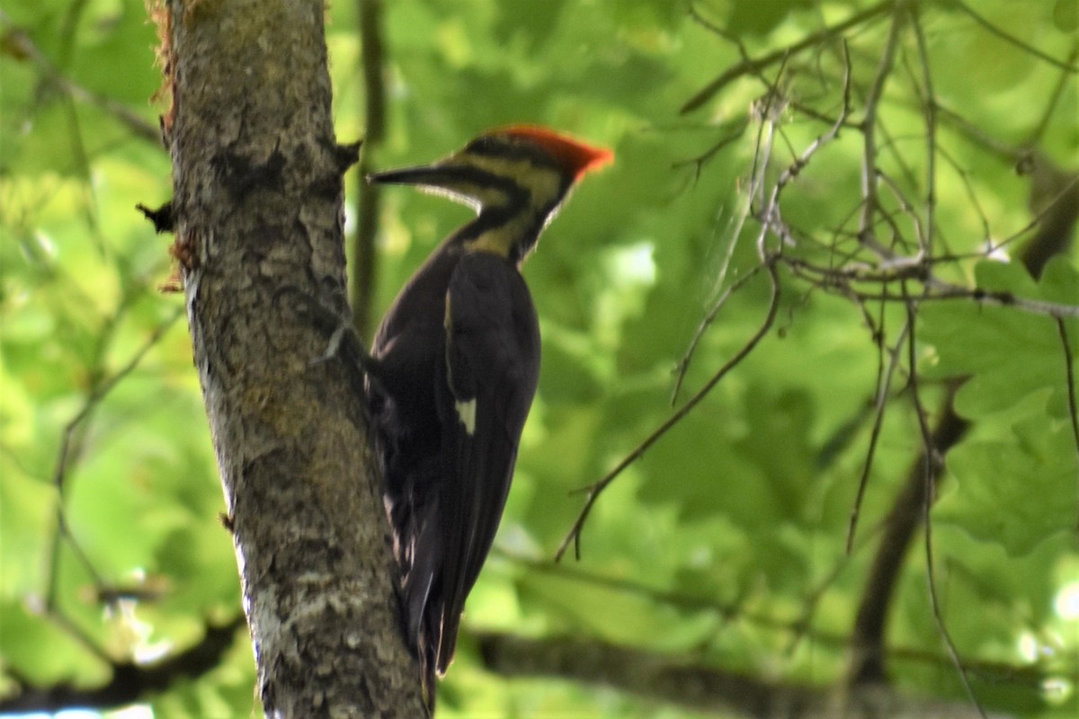 Pileated Woodpecker - ML160817031