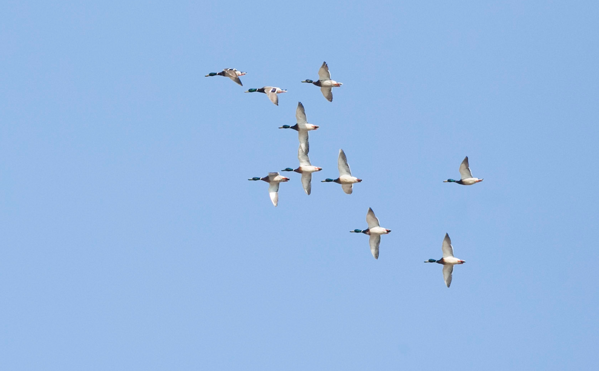 Mallard - Brandon Holden