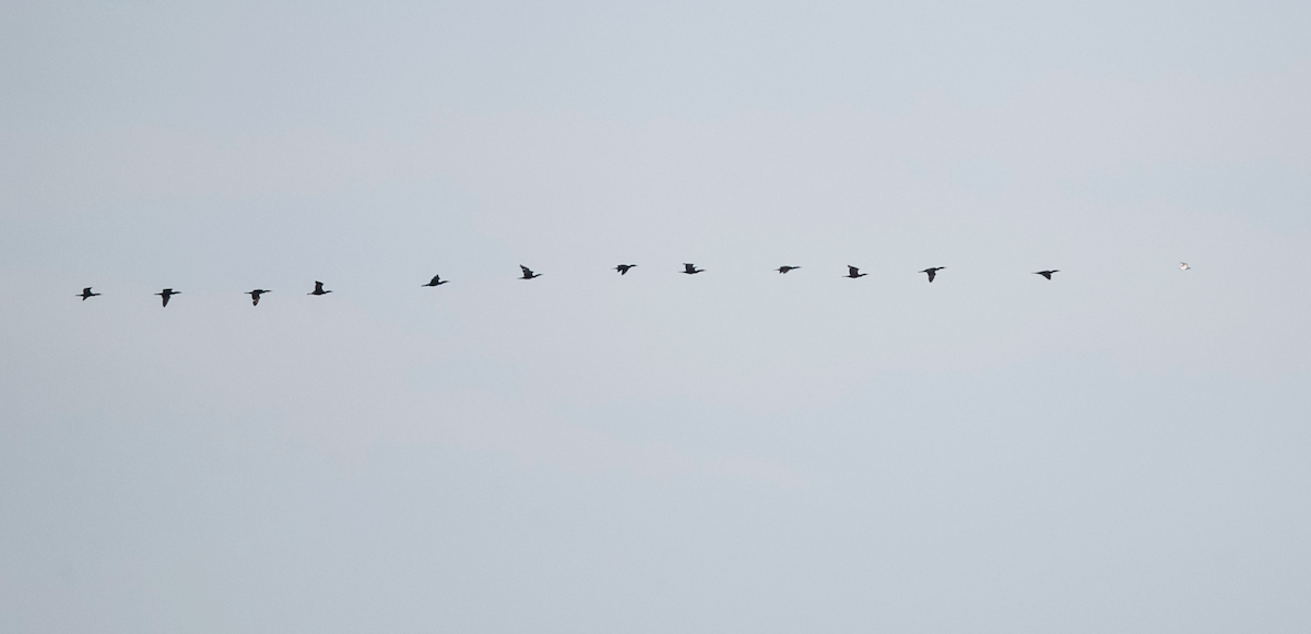 Rock Pigeon (Feral Pigeon) - ML160818101