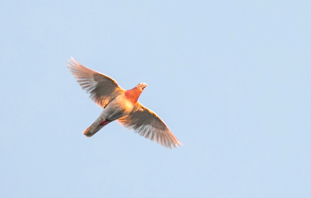 Rock Pigeon (Feral Pigeon) - ML160818171