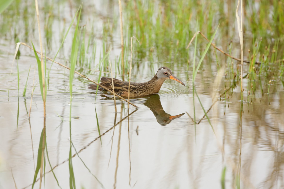 Virginia Rail - ML160820681