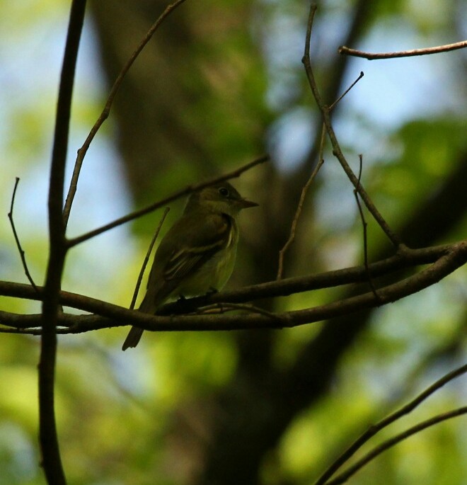 Buchenschnäppertyrann - ML160821071