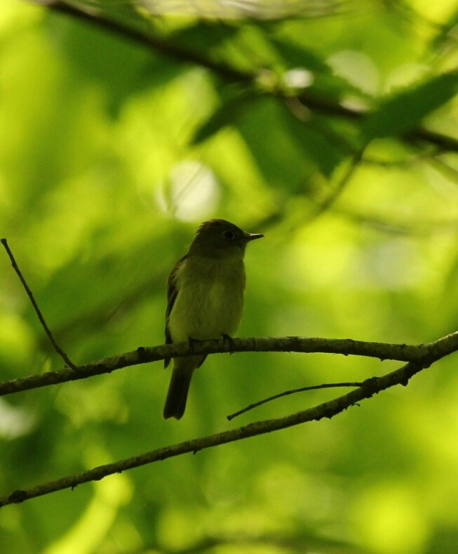 Acadian Flycatcher - ML160821221