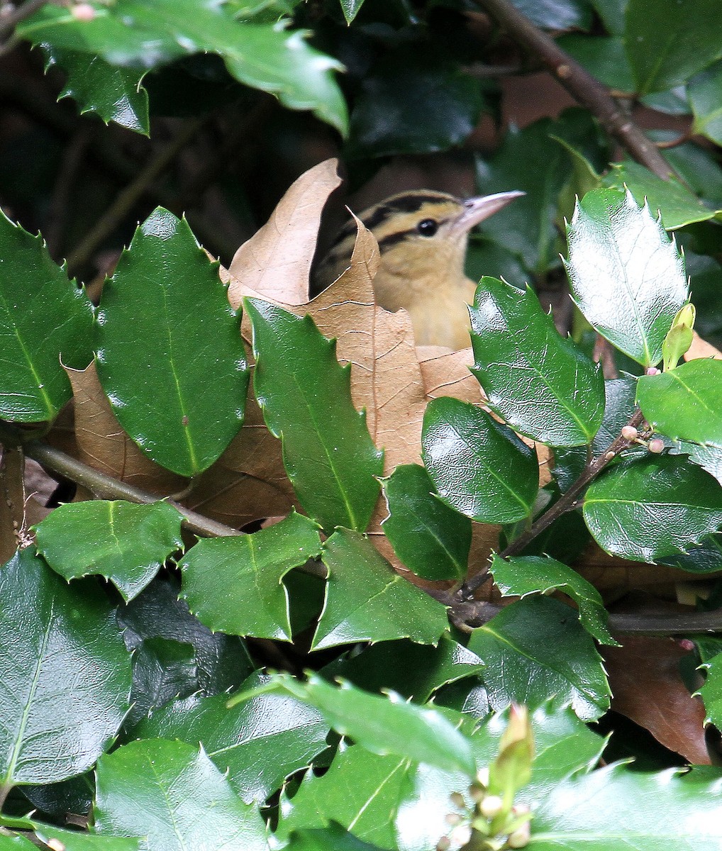 Worm-eating Warbler - Bob Stymeist