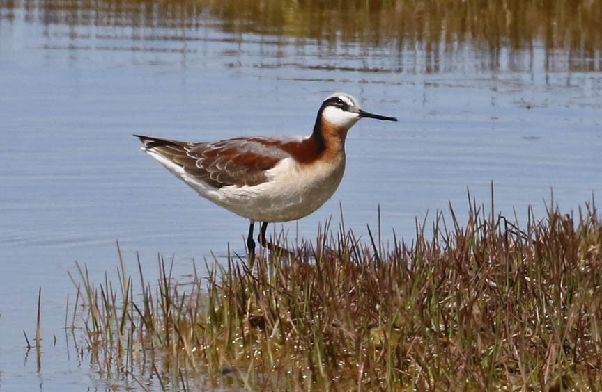 Wilson's Phalarope - ML160822571