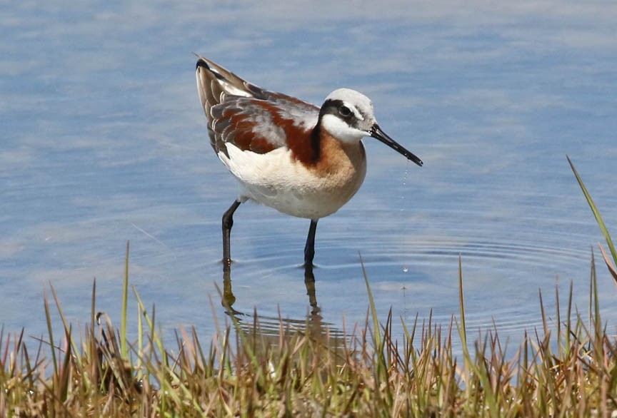 Wilson's Phalarope - ML160822581