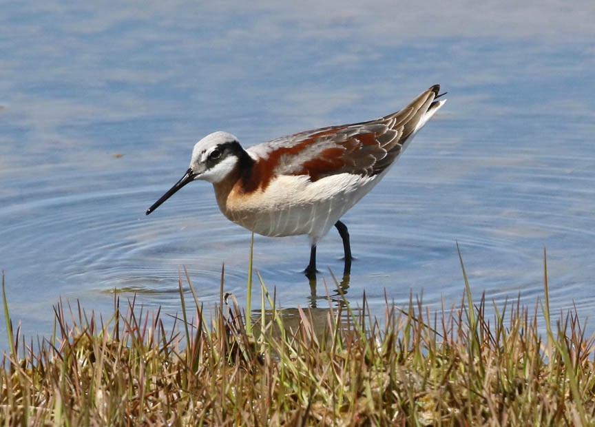 Wilson's Phalarope - ML160822591