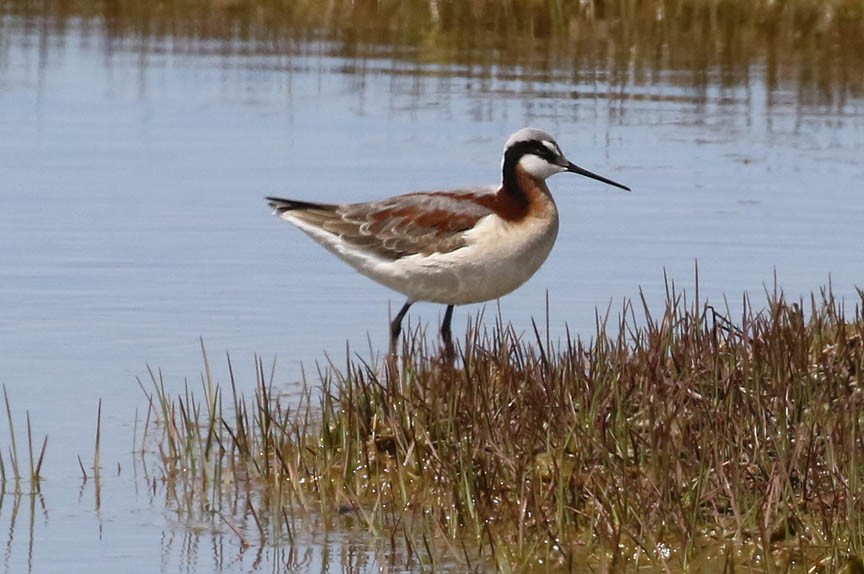 Wilson's Phalarope - ML160822601