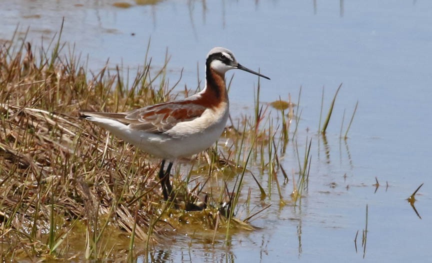 Wilson's Phalarope - ML160822851