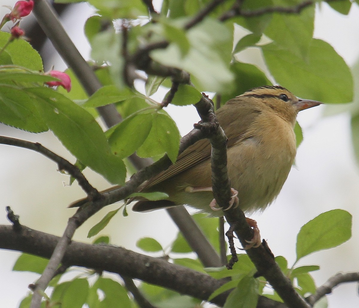 Worm-eating Warbler - Bob Stymeist