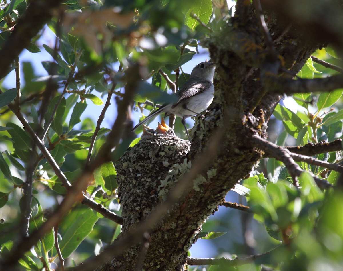 Blue-gray Gnatcatcher - Steve Huckabone