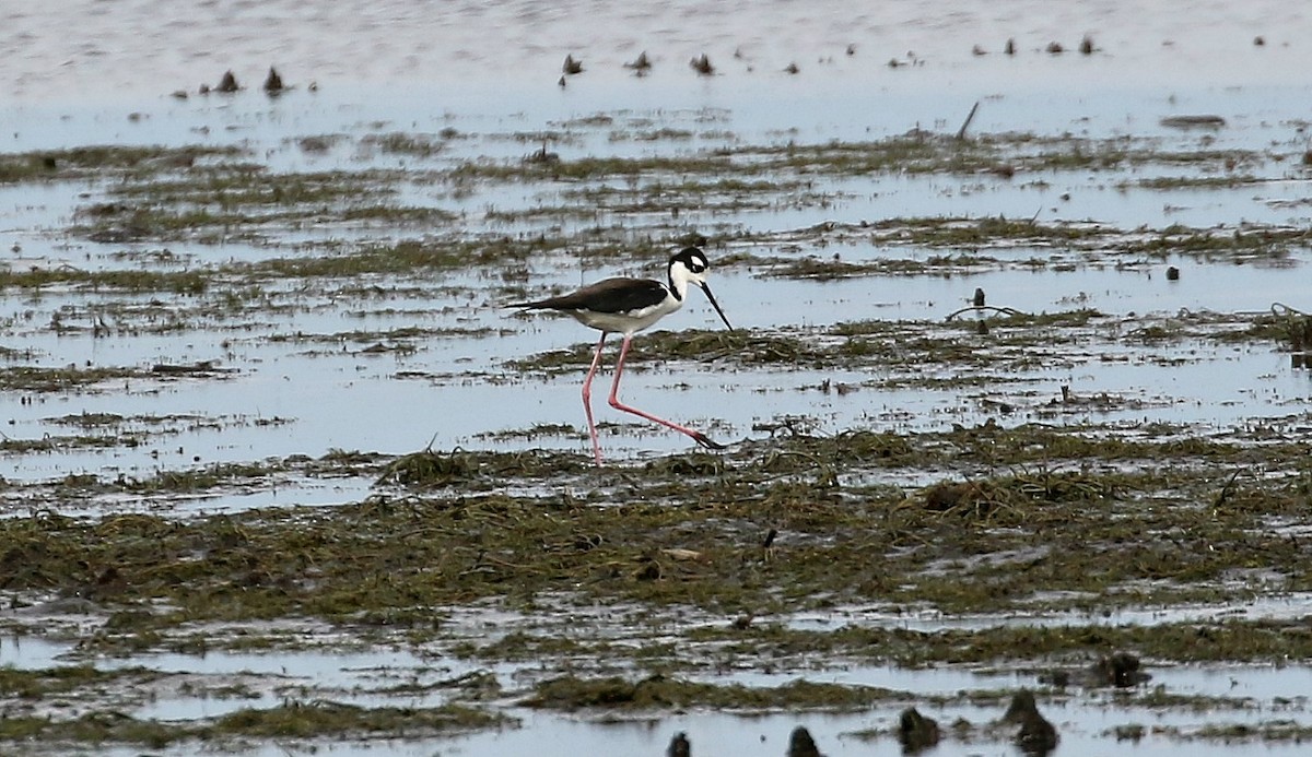 Black-necked Stilt - Kyle Gage