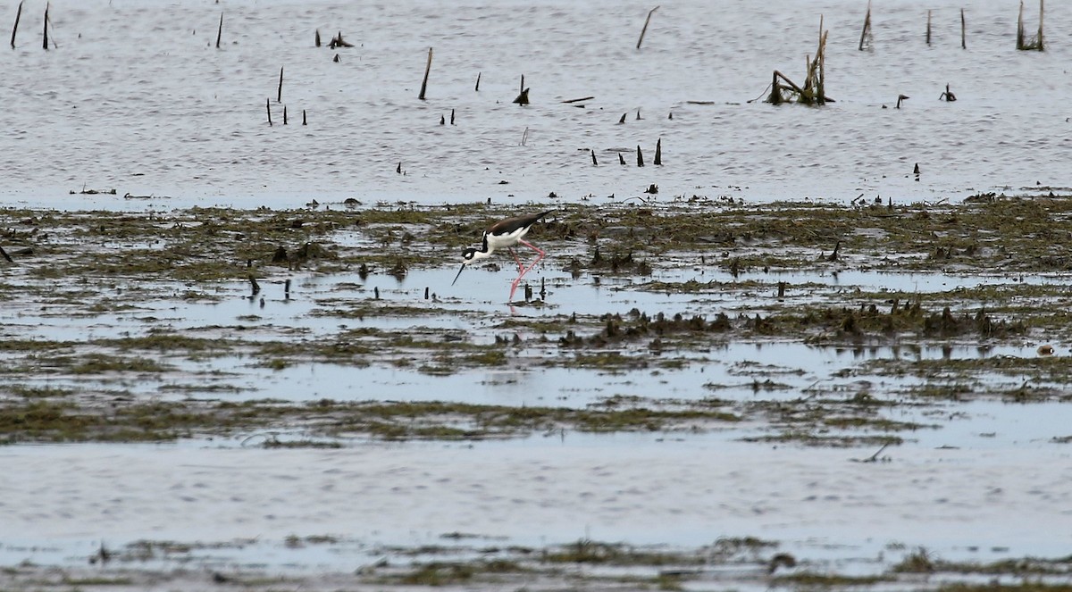 Black-necked Stilt - ML160826021