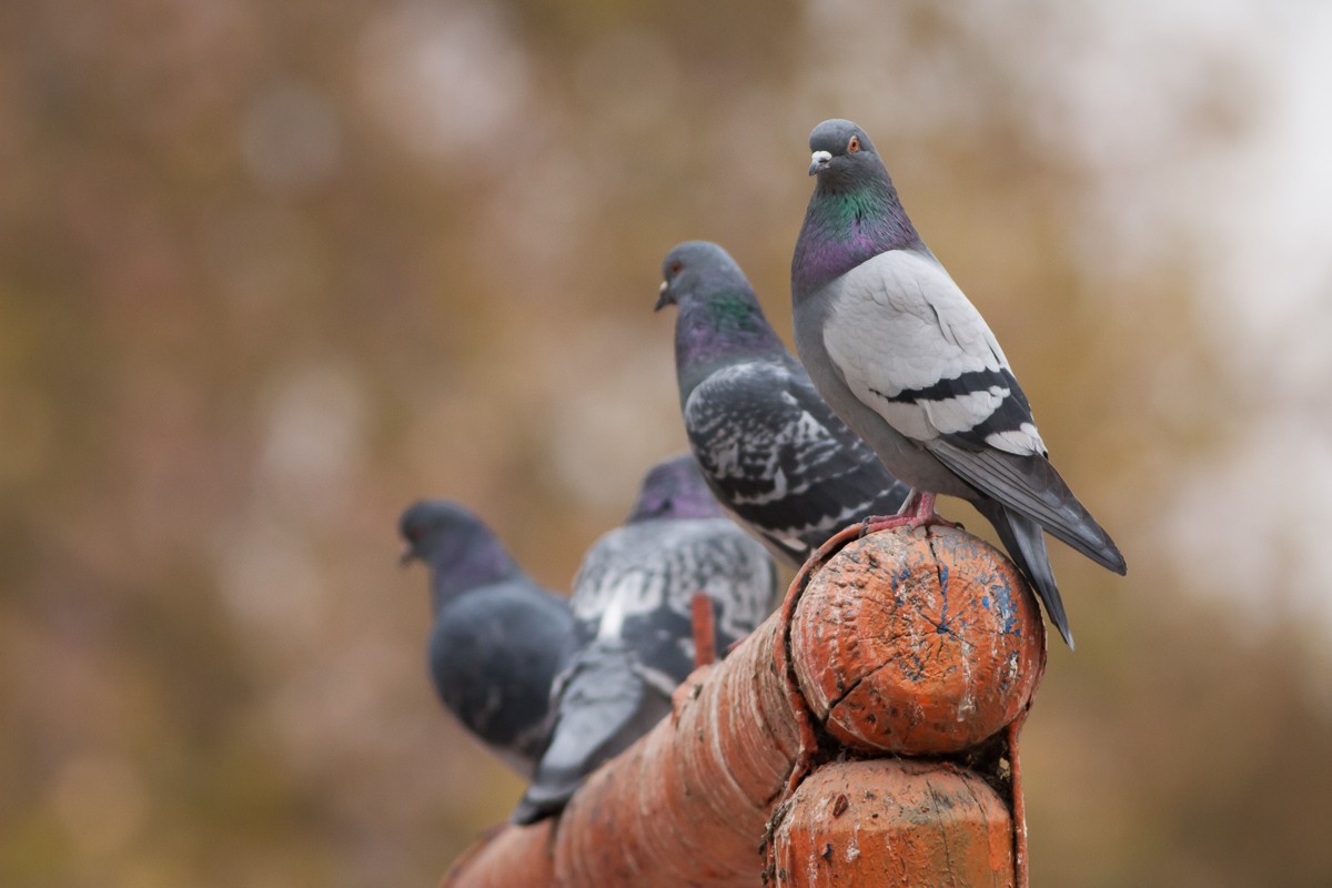 Rock Pigeon (Feral Pigeon) - Ariel Cabrera Foix