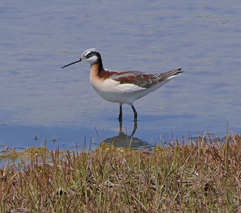 Wilson's Phalarope - ML160826381