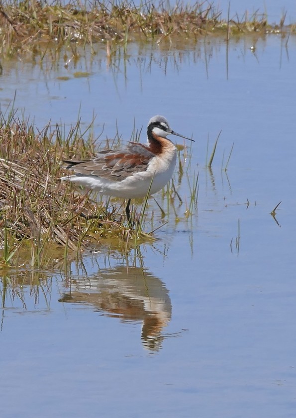 Wilson's Phalarope - ML160826441