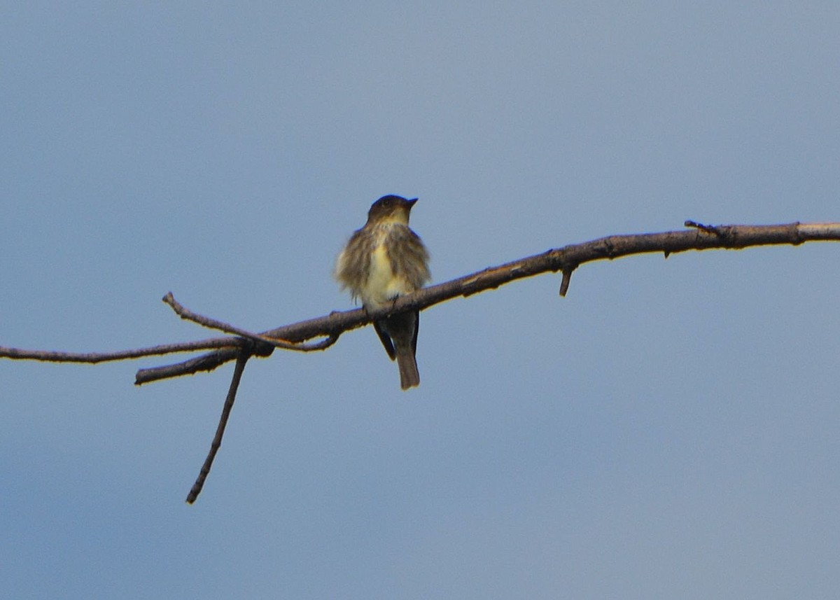 Olive-sided Flycatcher - ML160826891