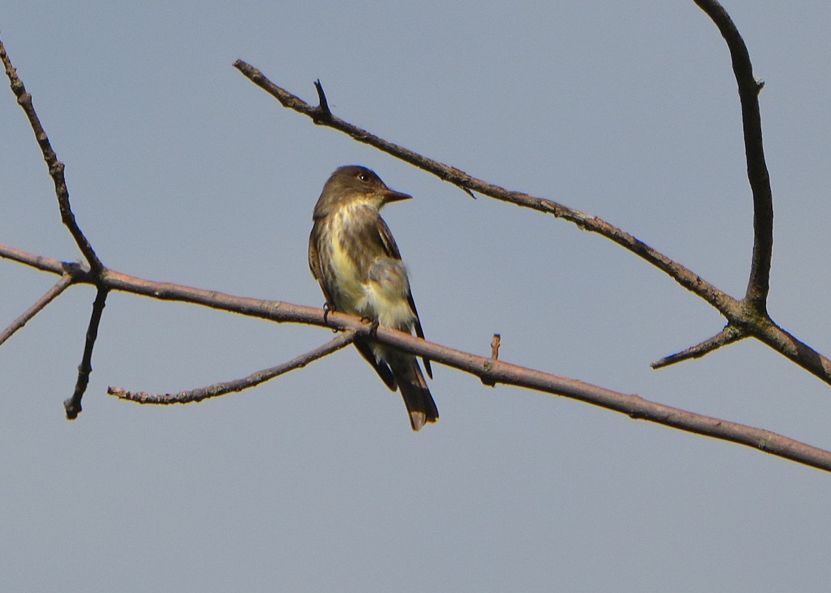 Olive-sided Flycatcher - ML160826961