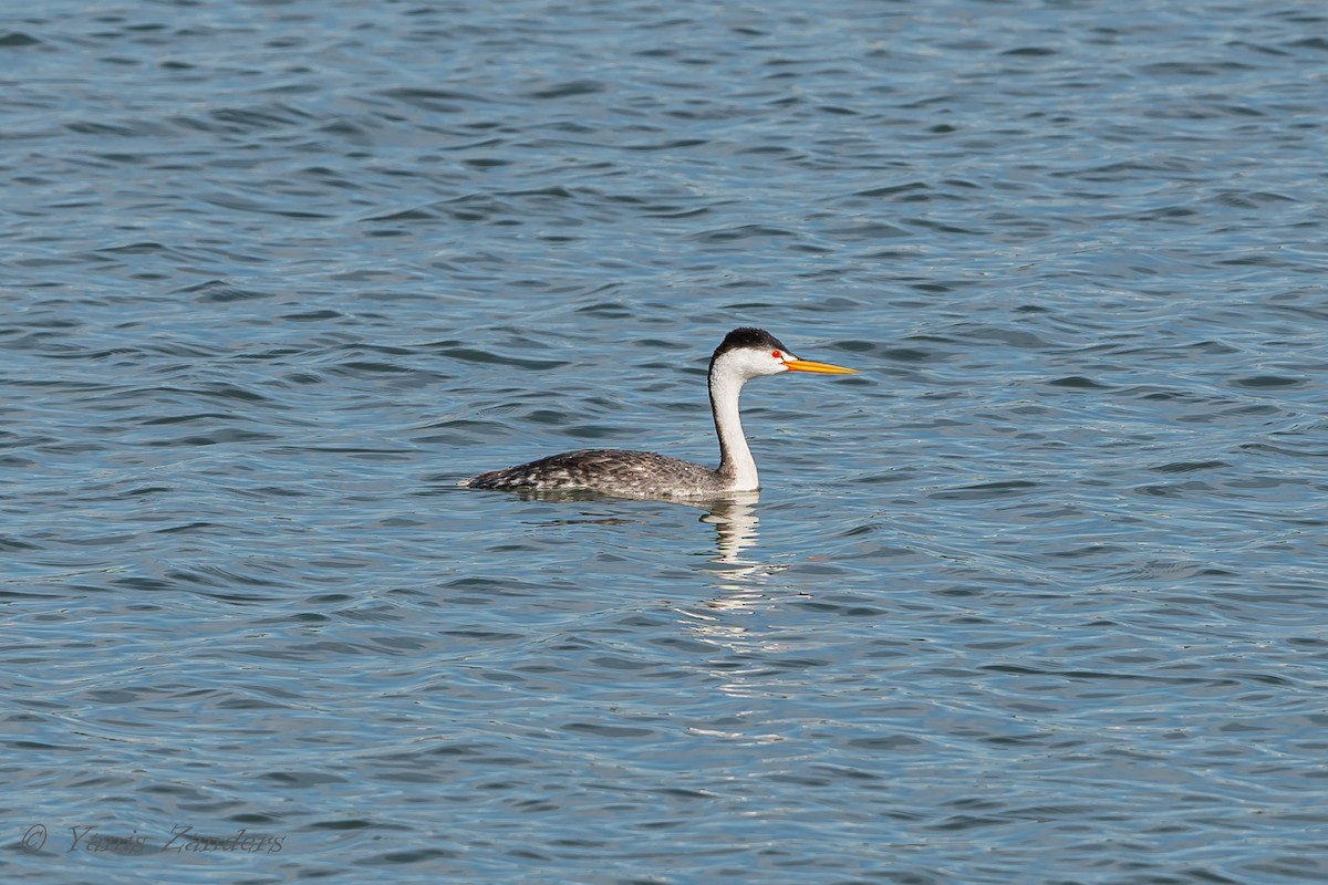 Clark's Grebe - ML160827051