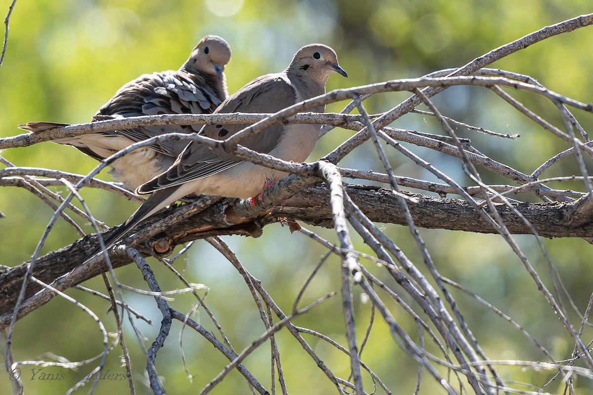 Mourning Dove - Yanis Zanders