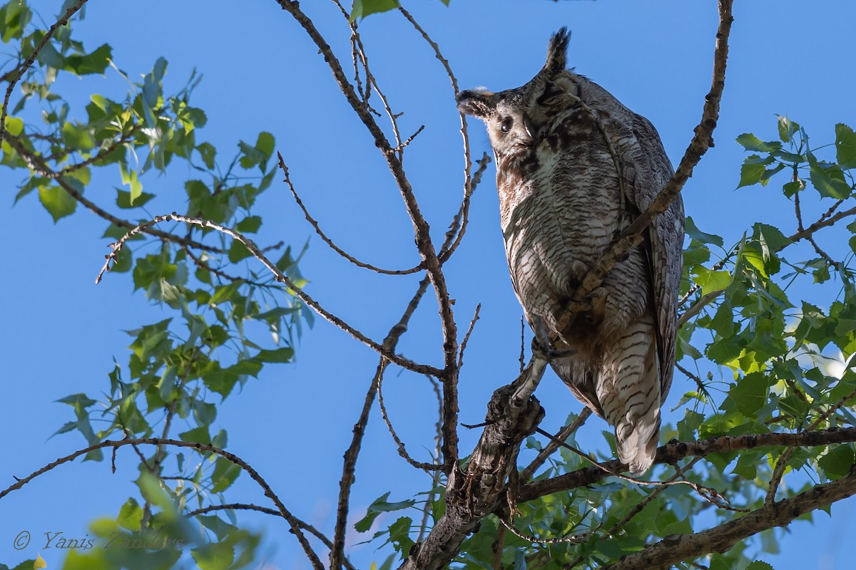 Great Horned Owl - Yanis Zanders