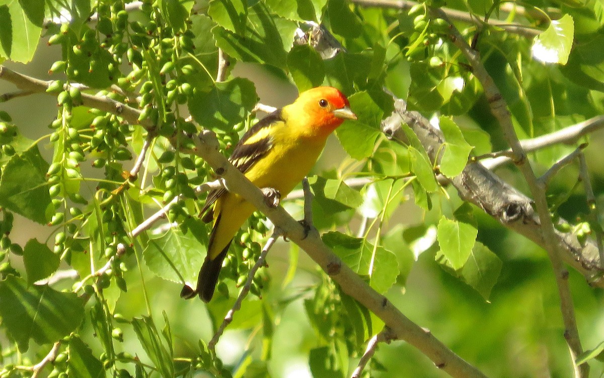 Western Tanager - ML160827801