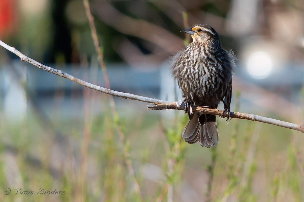 Red-winged Blackbird - ML160827871