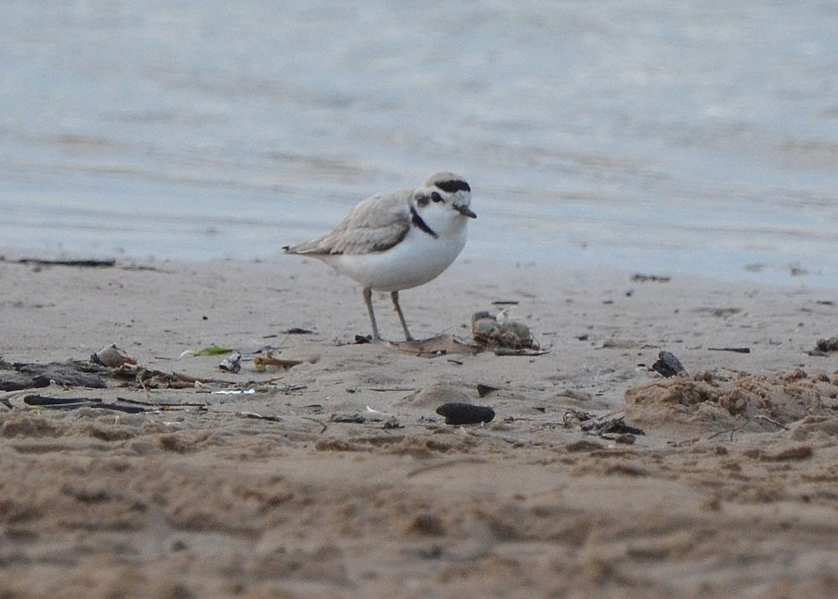 Snowy Plover - ML160828061