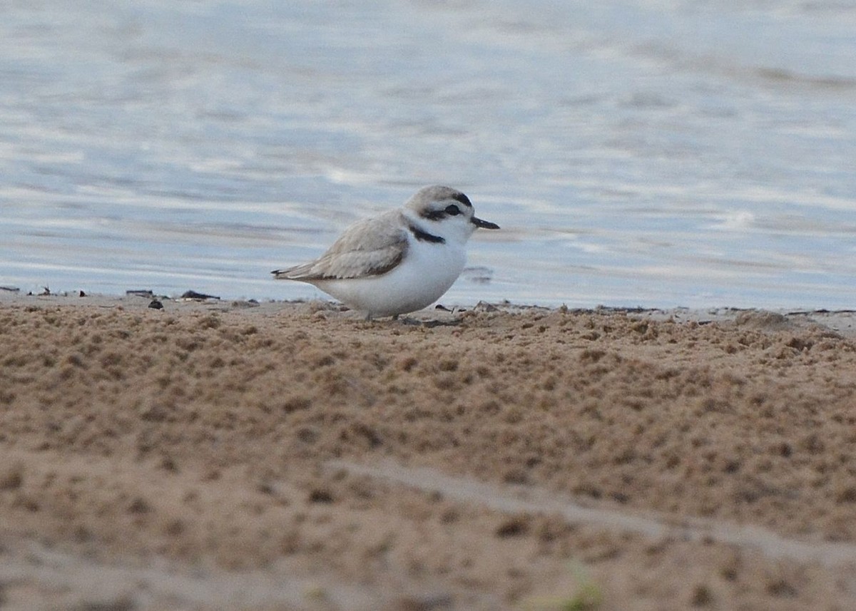 Snowy Plover - ML160828081