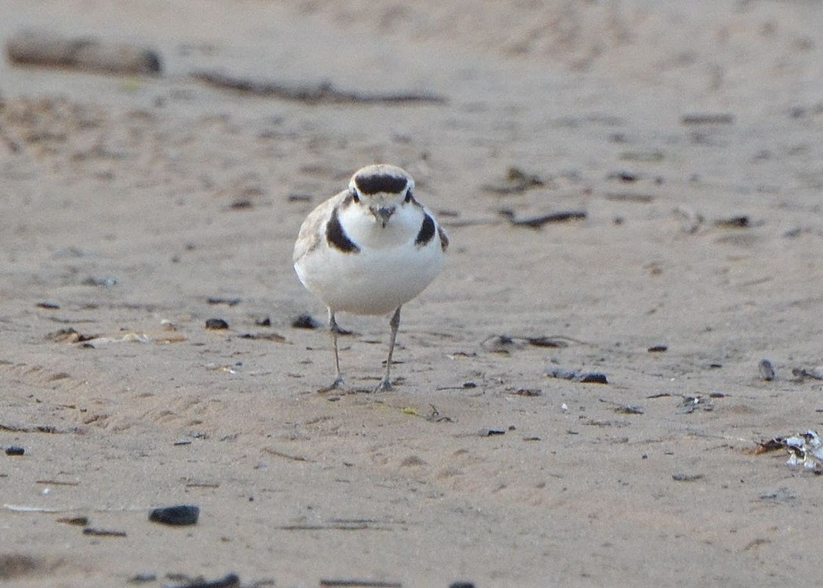 Snowy Plover - ML160828111