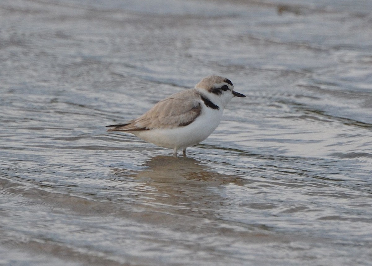 Snowy Plover - ML160828131